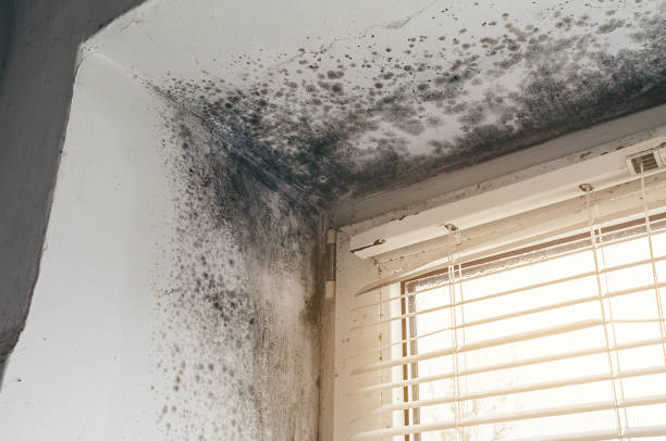 Affordable Mold Cleanup solutions in Gates, NC